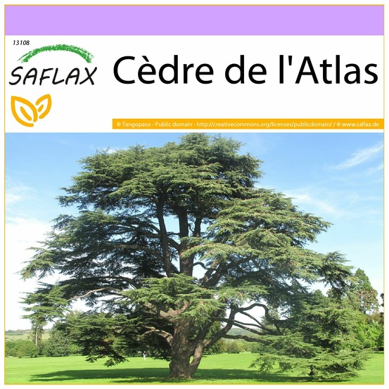 Cèdre de l'atlas - 20 graines - cedrus atlantica