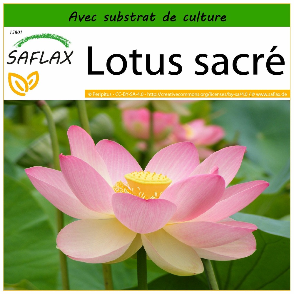 Lotus sacré - 8 graines - avec substrat - nelumbo nucifera