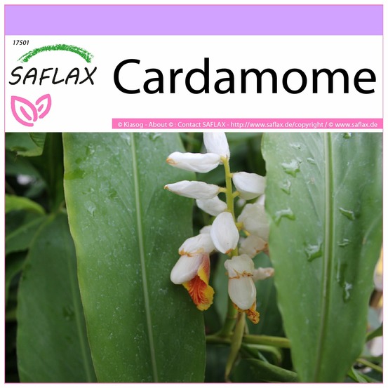 Cardamome - 20 graines - elettaria cardamomum