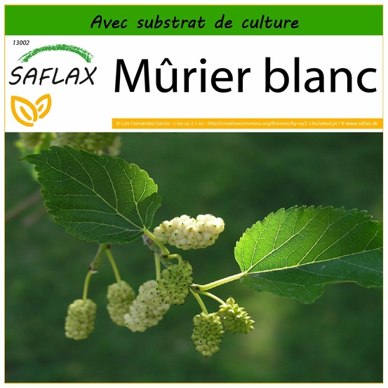 Mûrier blanc - 200 graines - avec substrat - morus alba