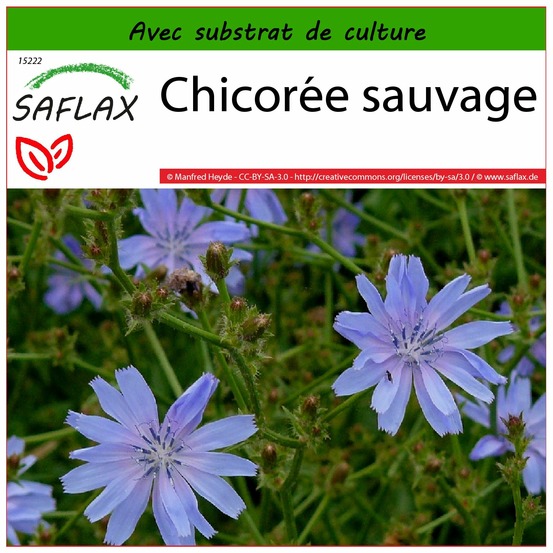 Chicorée sauvage - 250 graines - avec substrat - cichorium intybus