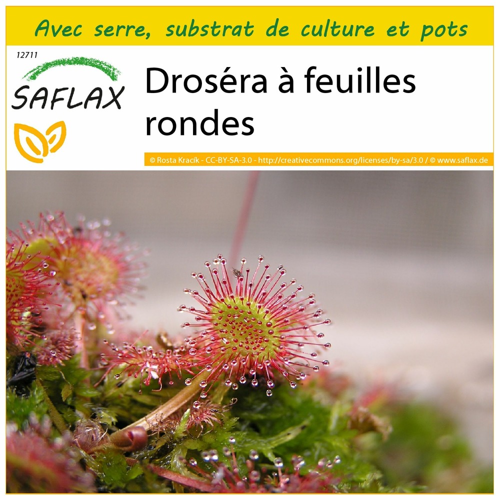 Ensemble de culture - droséra à feuilles rondes - 50 graines - drosera rotundifolia