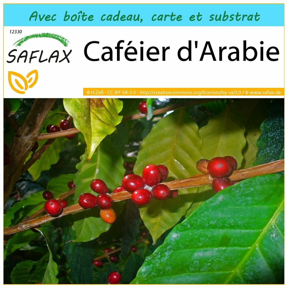 Ensemble-cadeau - caféier d'arabie - 8 graines - coffea arabica nana