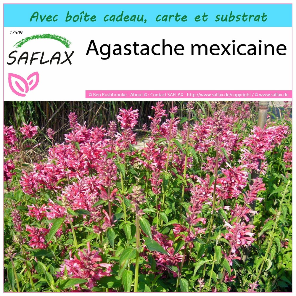 Ensemble-cadeau - agastache mexicaine - 50 graines - agastache mexicana