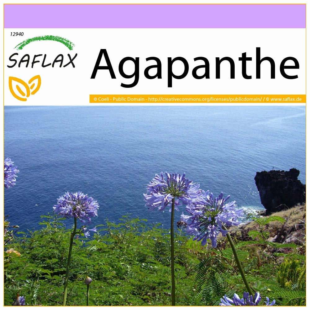 Agapanthe - 50 graines - agapanthus orientalis ssy. Praecox (blue)