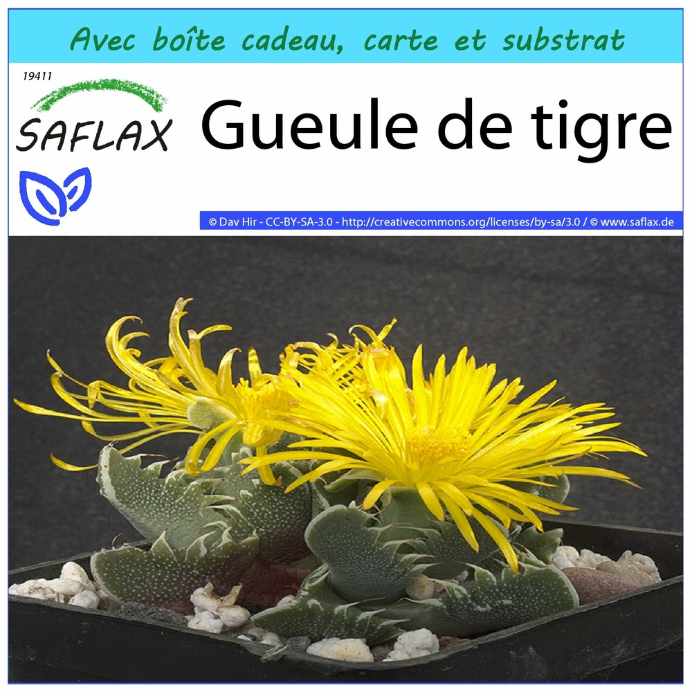 Ensemble-cadeau - gueule de tigre - 40 graines - faucaria tigrina