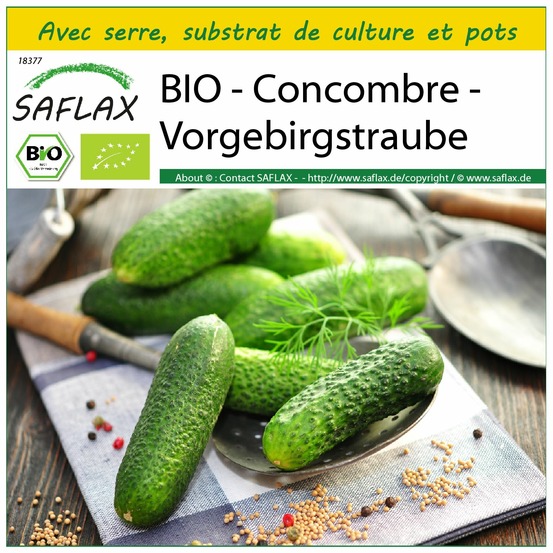 Ensemble de culture - bio - concombre - vorgebirgstraube - 15 graines - cucumis sativus
