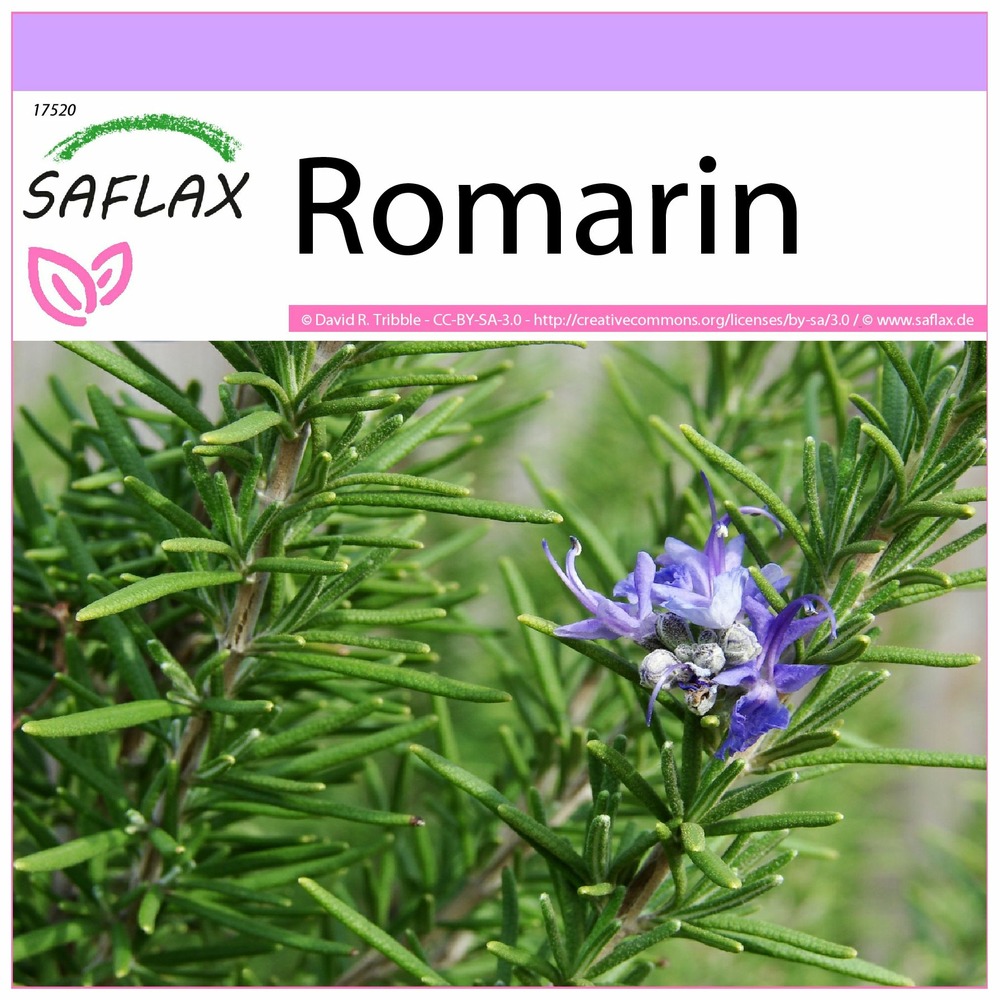Romarin - Rosmarinus officinalis érigé
