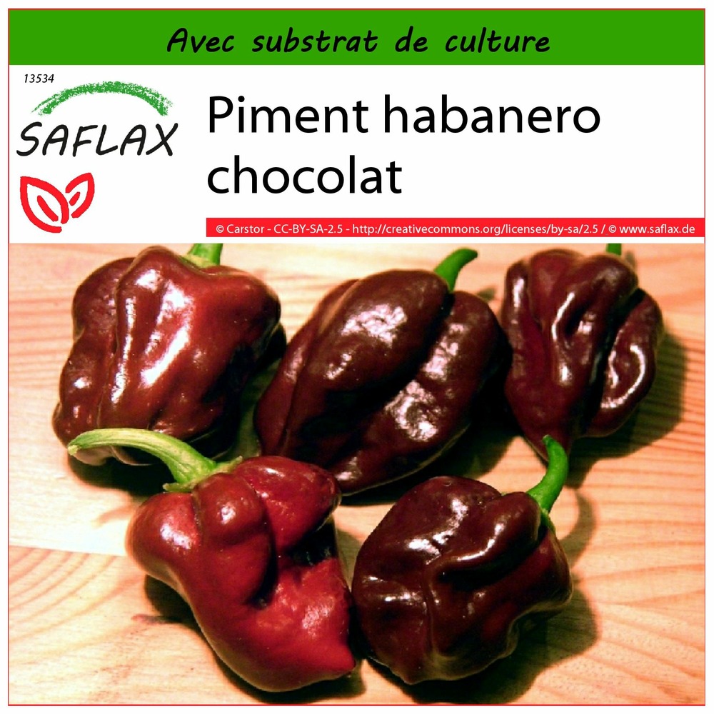 Piment habanero chocolat - 10 graines - avec substrat - capsicum chinense