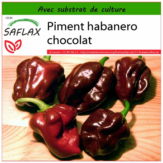 Piment habanero chocolat - 10 graines - avec substrat - capsicum chinense