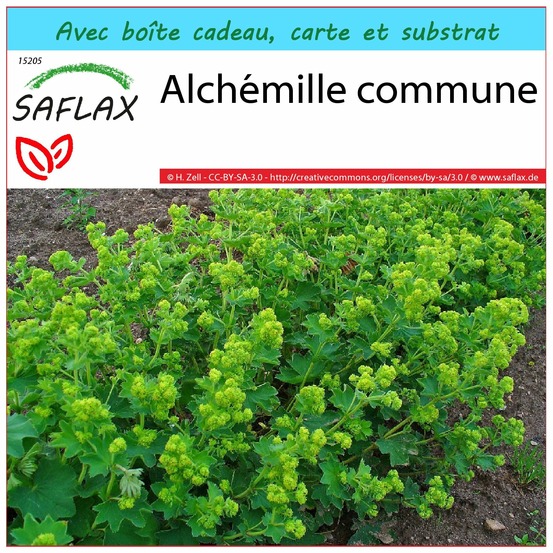 Ensemble-cadeau - alchémille commune - 100 graines - alchemilla vulgaris