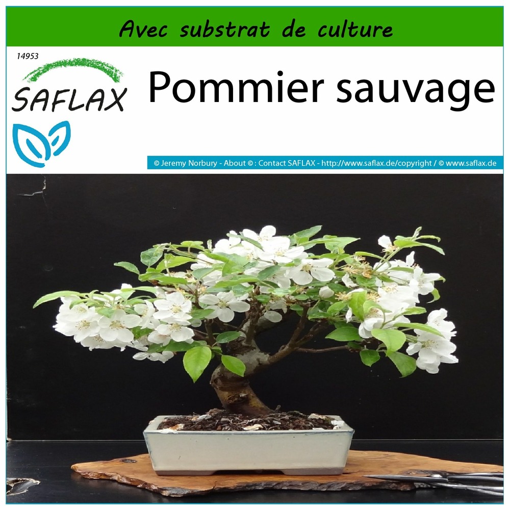 Pommier sauvage - 30 graines - avec substrat - malus sylvestris