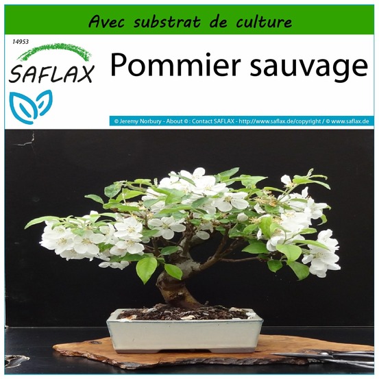 Pommier sauvage - 30 graines - avec substrat - malus sylvestris
