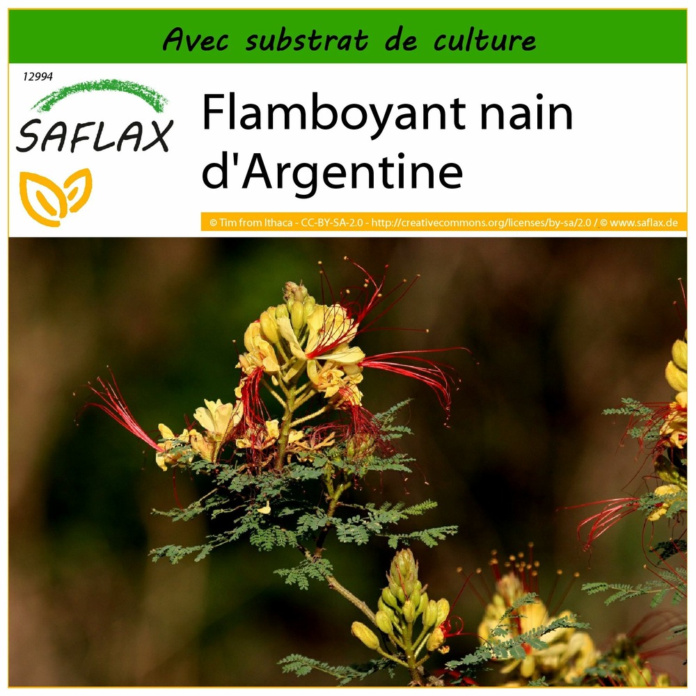 Flamboyant nain d'argentine - 10 graines - avec substrat - caesalpinia gillesii x spinosa