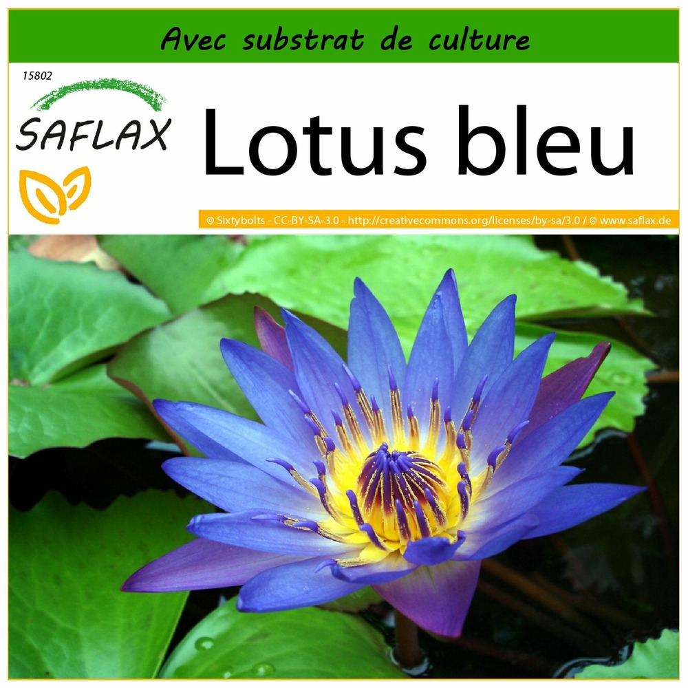 Lotus Bleu - 15 Graines - Avec Substrat - Nymphaea Nouchali Var ...