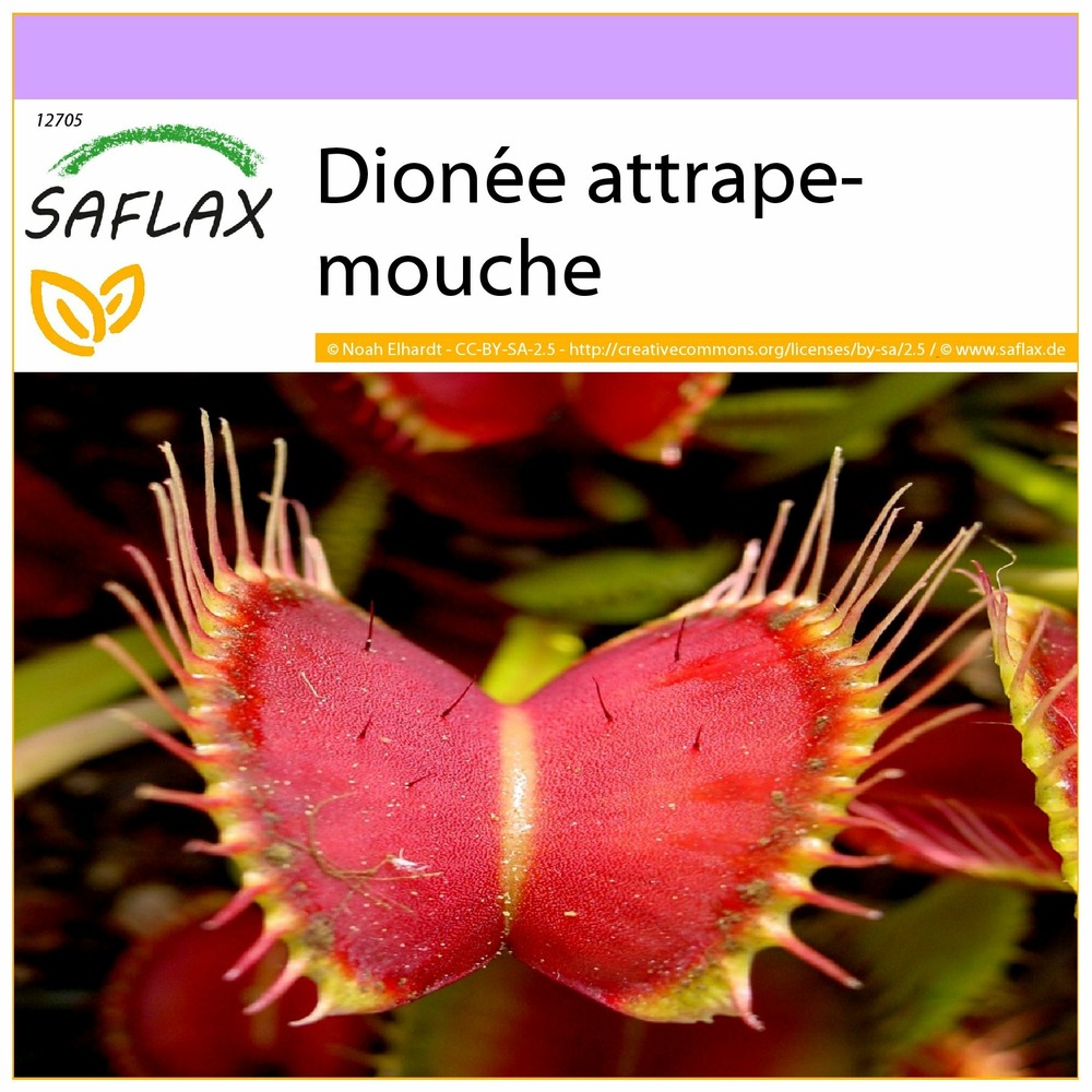 Dionée attrape-mouche - 10 graines - dionaea muscipula