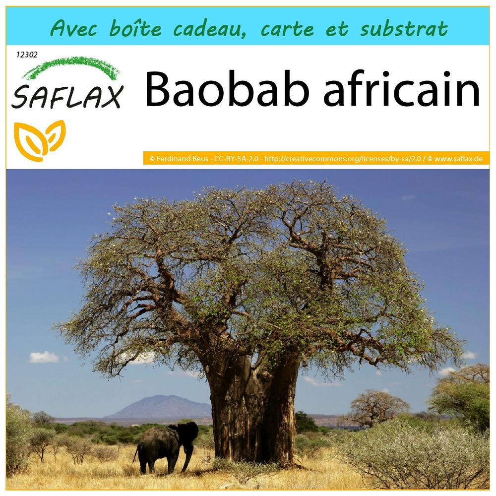 Ensemble-cadeau - baobab africain - 6 graines - adansonia digitata