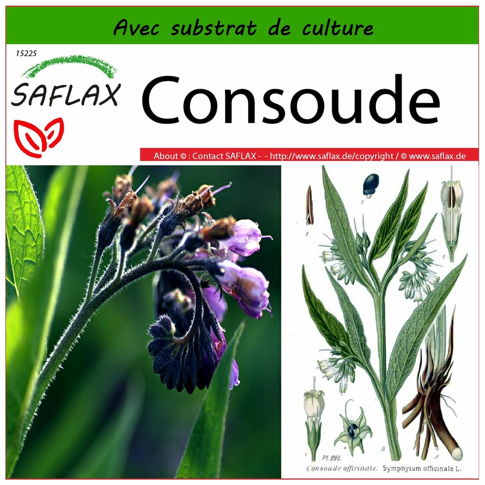 Consoude - 15 graines - avec substrat - symphytum officinale