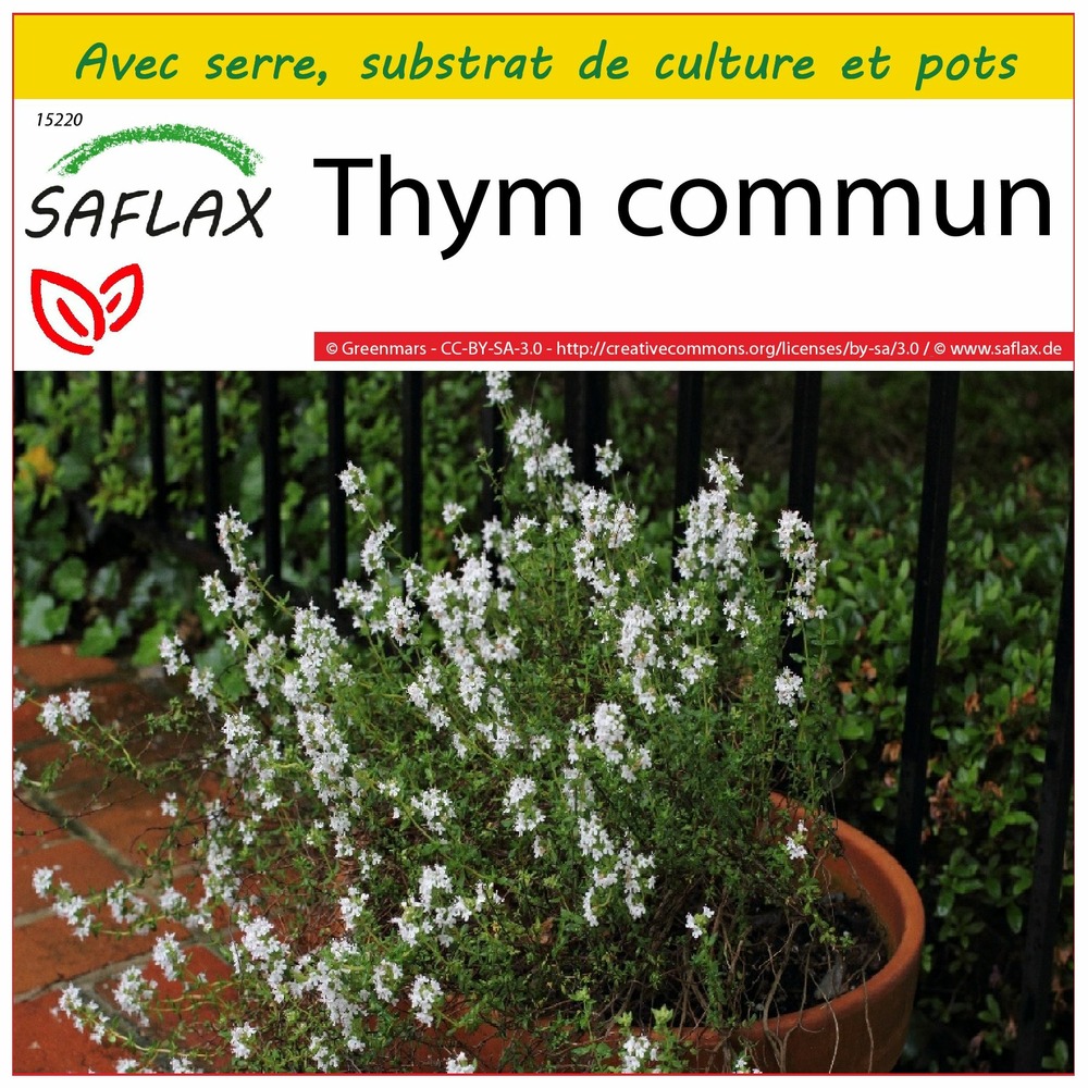 Ensemble de culture - thym commun - 200 graines - thymus vulgaris