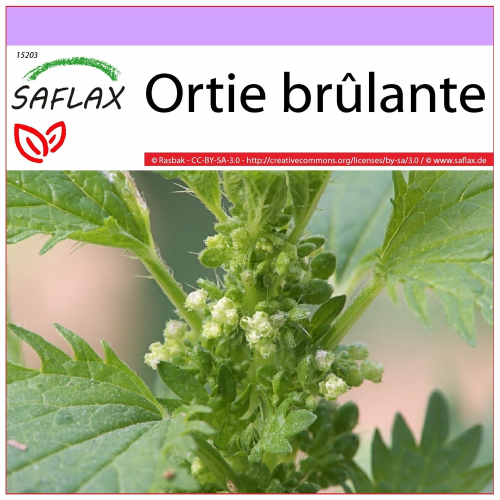 Ortie brûlante - 150 graines - urtica urens