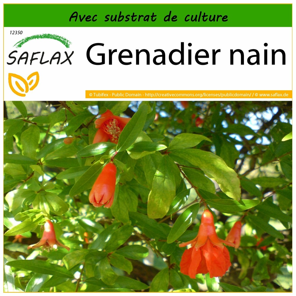 Grenadier nain - 50 graines - avec substrat - punica granatum nana