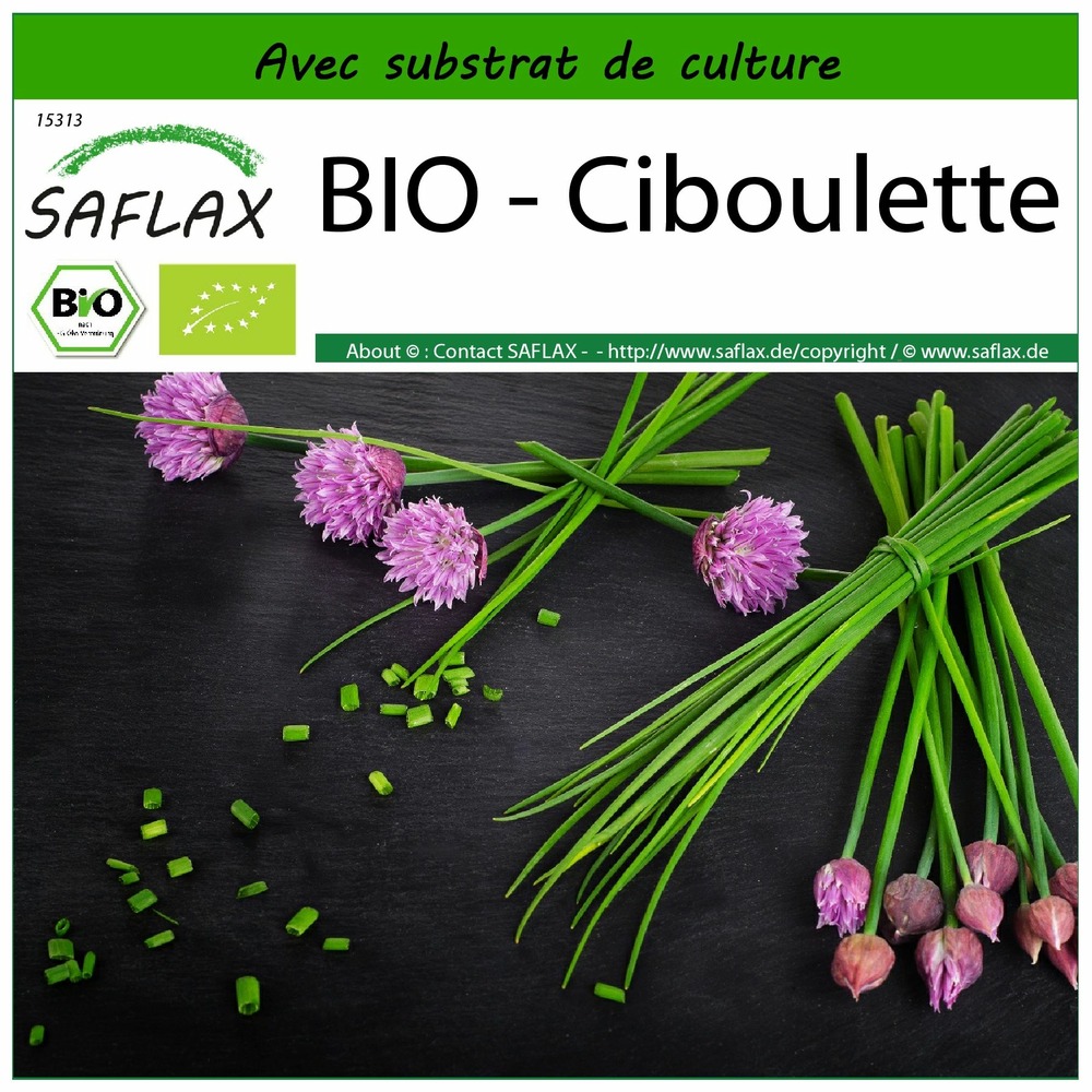 Bio - ciboulette - 250 graines - avec substrat - allium schoenoprasum