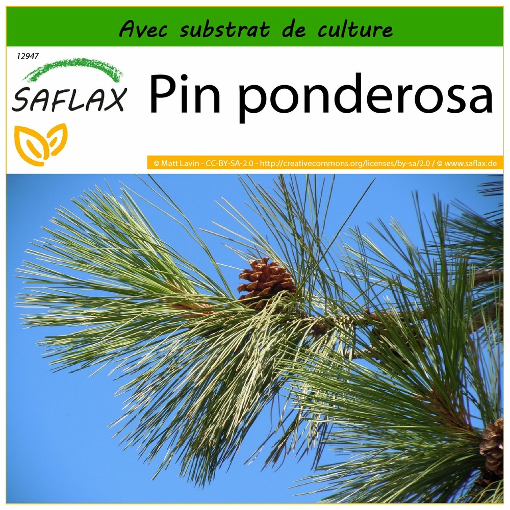 Pin ponderosa - 20 graines - avec substrat - pinus ponderosa