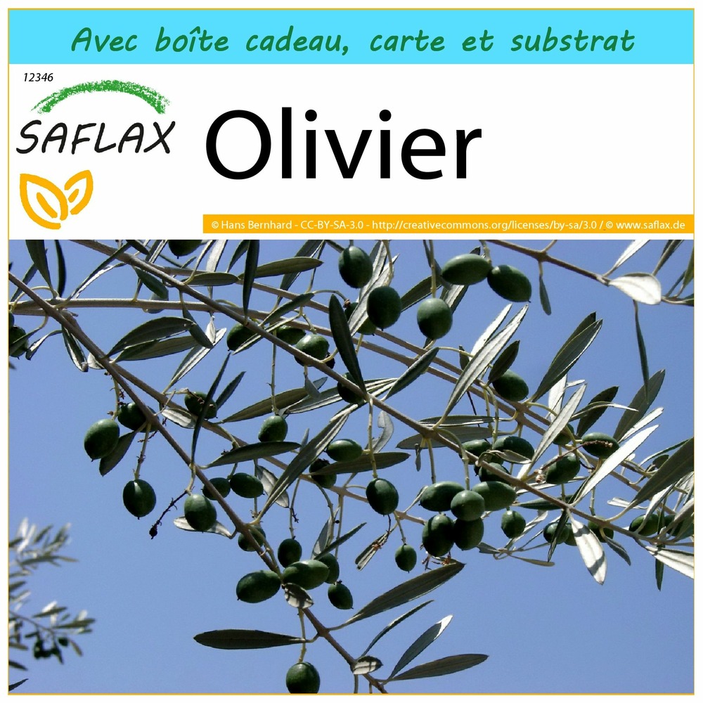 Ensemble-cadeau - olivier - 20 graines - olea europea