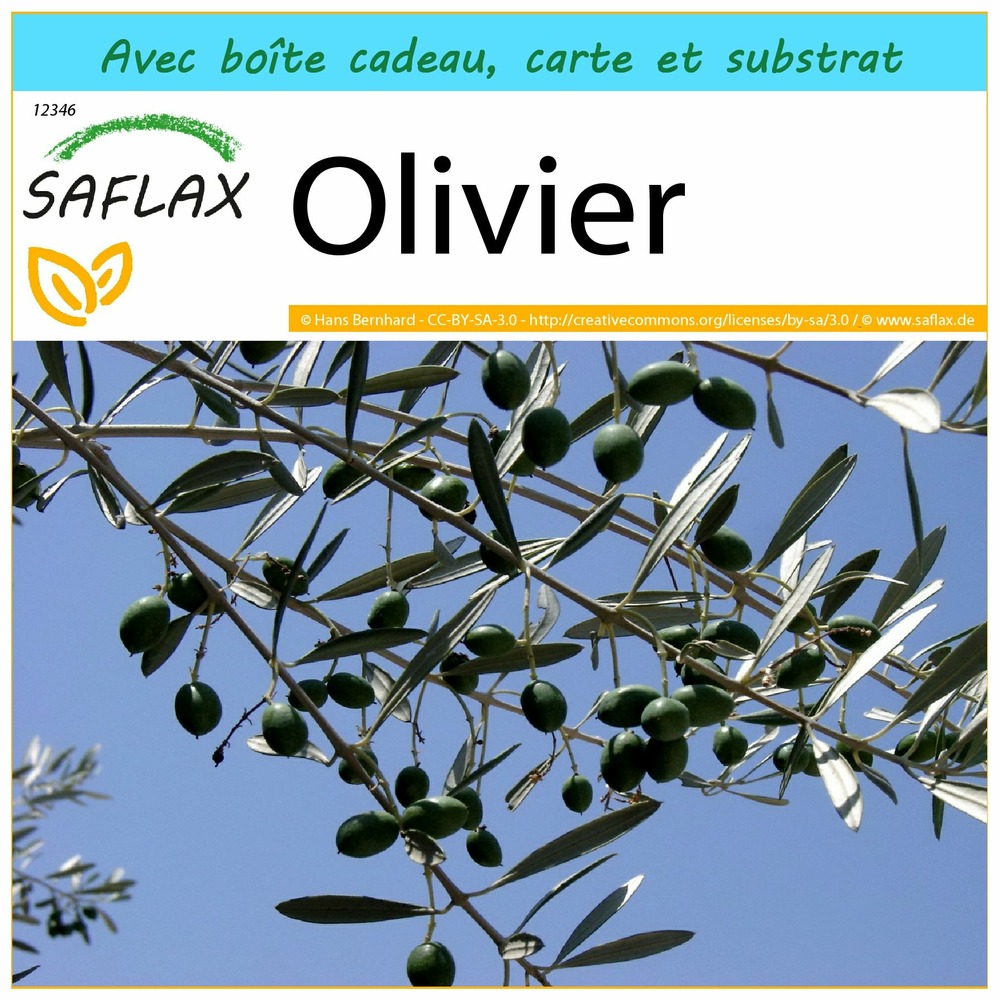 Sachets de graines olivier