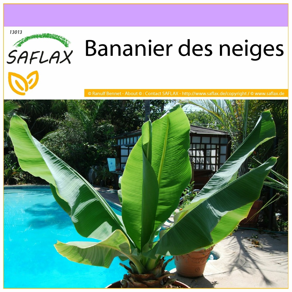 Bananier des neiges - 10 graines - ensete glaucum syn. Ensete wilsonii