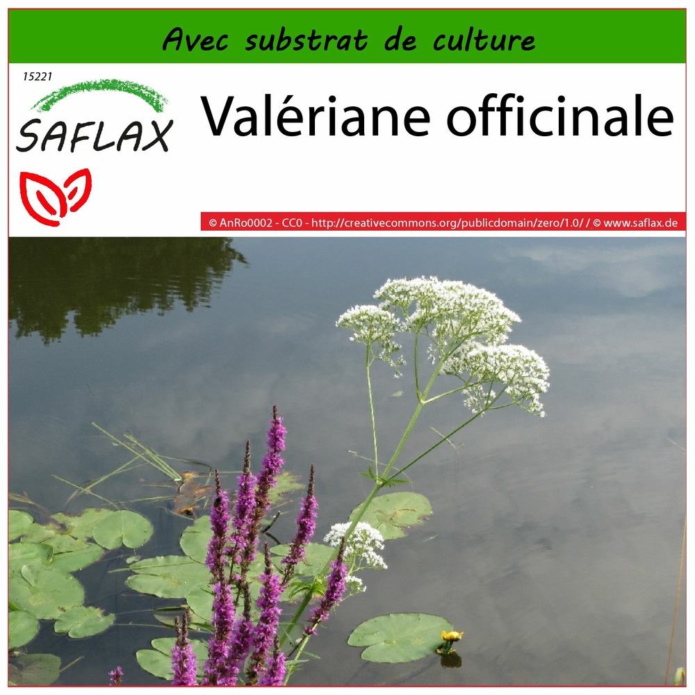 Valériane officinale - 200 graines - avec substrat - valeriana officinalis