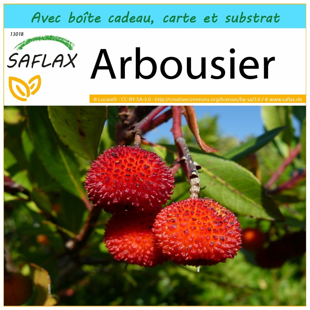 Ensemble-cadeau - arbousier - 50 graines - arbutus unedo