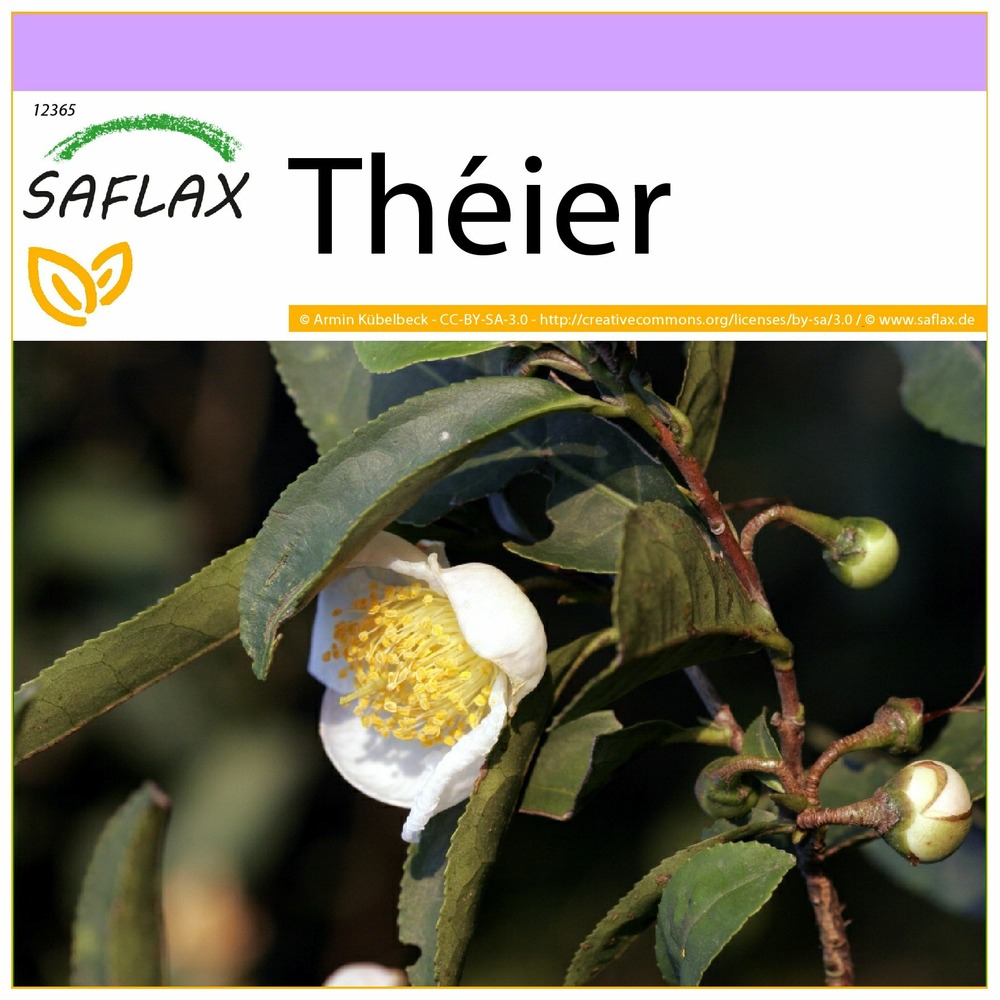 Théier - 6 graines - camellia sinensis