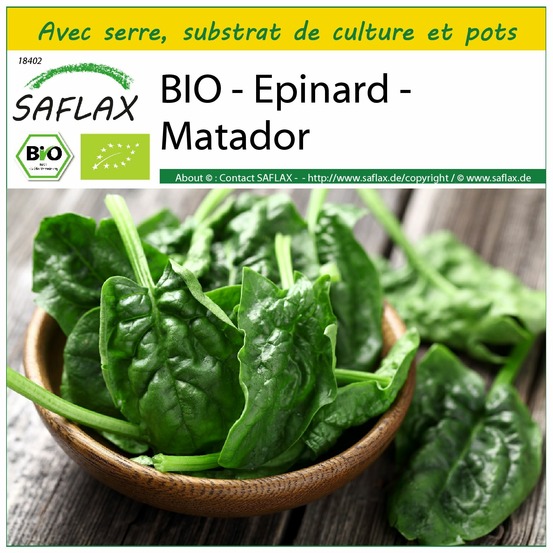 Ensemble de culture - bio - epinard - matador - 300 graines - spinacia oleracea