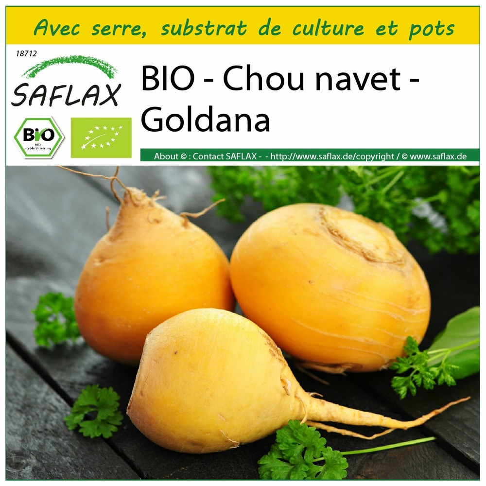 Ensemble de culture - bio - chou navet - goldana - 500 graines - brassica rapa