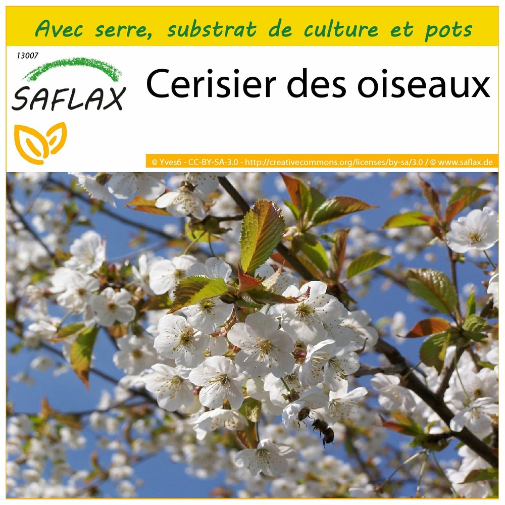 Ensemble de culture - cerisier des oiseaux - 10 graines - prunus avium