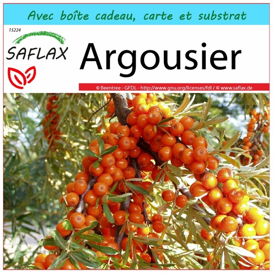 Ensemble-cadeau - argousier - 40 graines - hippophae rhamnoides