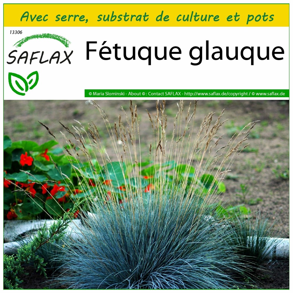 Ensemble de culture - fétuque glauque - 50 graines - festuca glauca