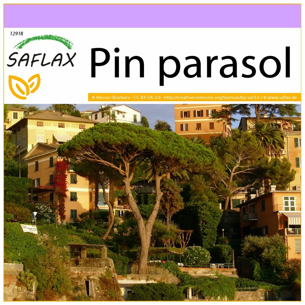 Pin parasol - 6 graines - pinus pinea