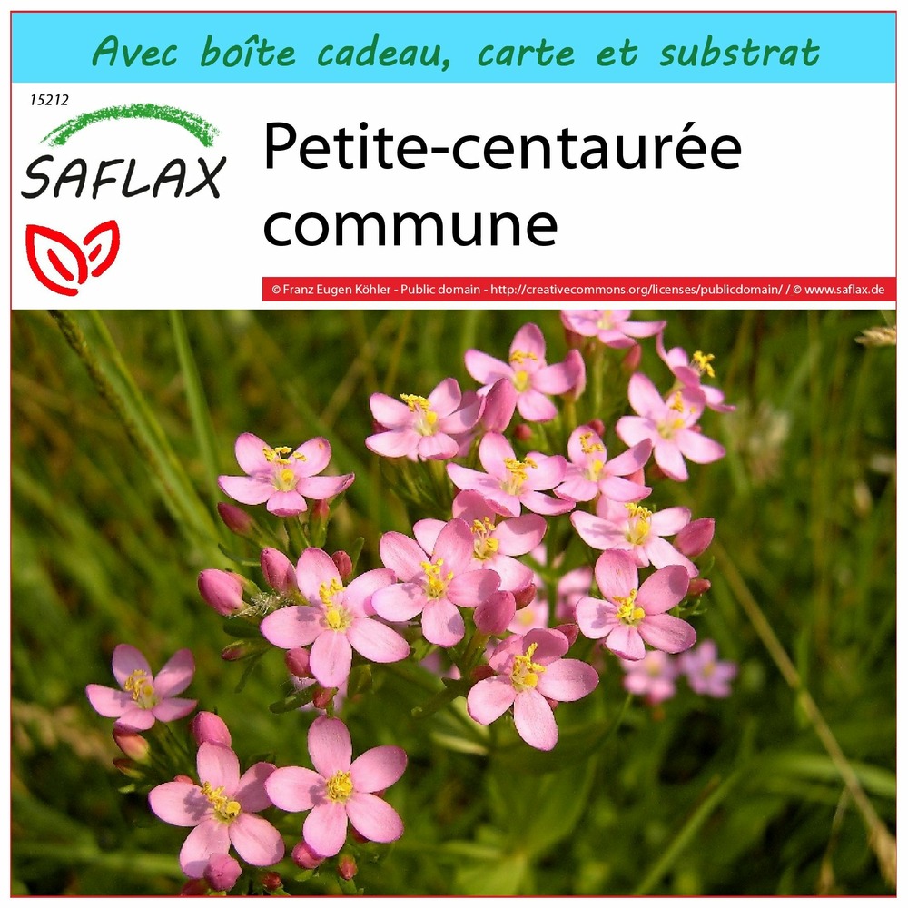 Ensemble-cadeau - petite-centaurée commune - 250 graines - centaurium erythraea