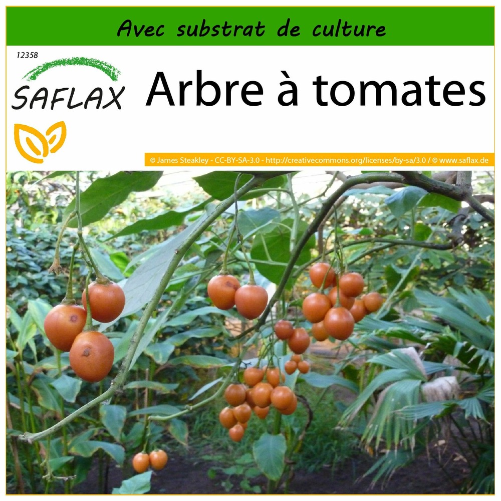 Arbre à tomates - 50 graines - avec substrat - cyphomandra betacea
