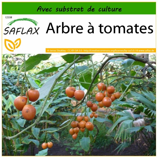 Arbre à tomates - 50 graines - avec substrat - cyphomandra betacea