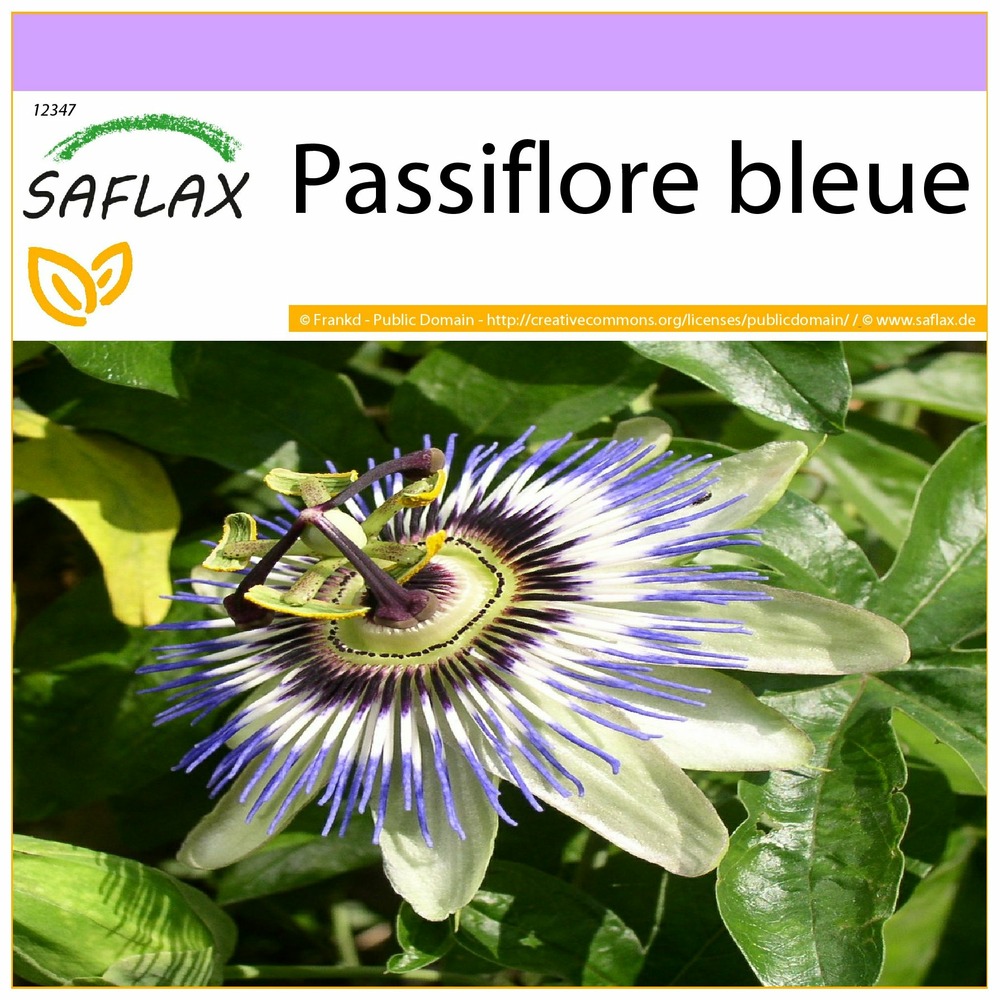 Passiflore bleue - 25 graines - passiflora caerulea