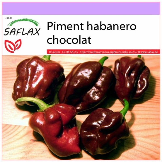 Piment habanero chocolat - 10 graines - capsicum chinense