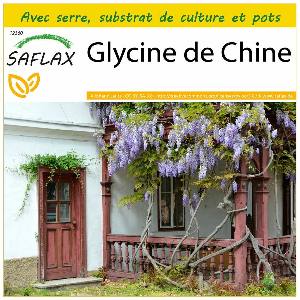 Ensemble de culture - glycine de chine - 4 graines - wisteria sinensis