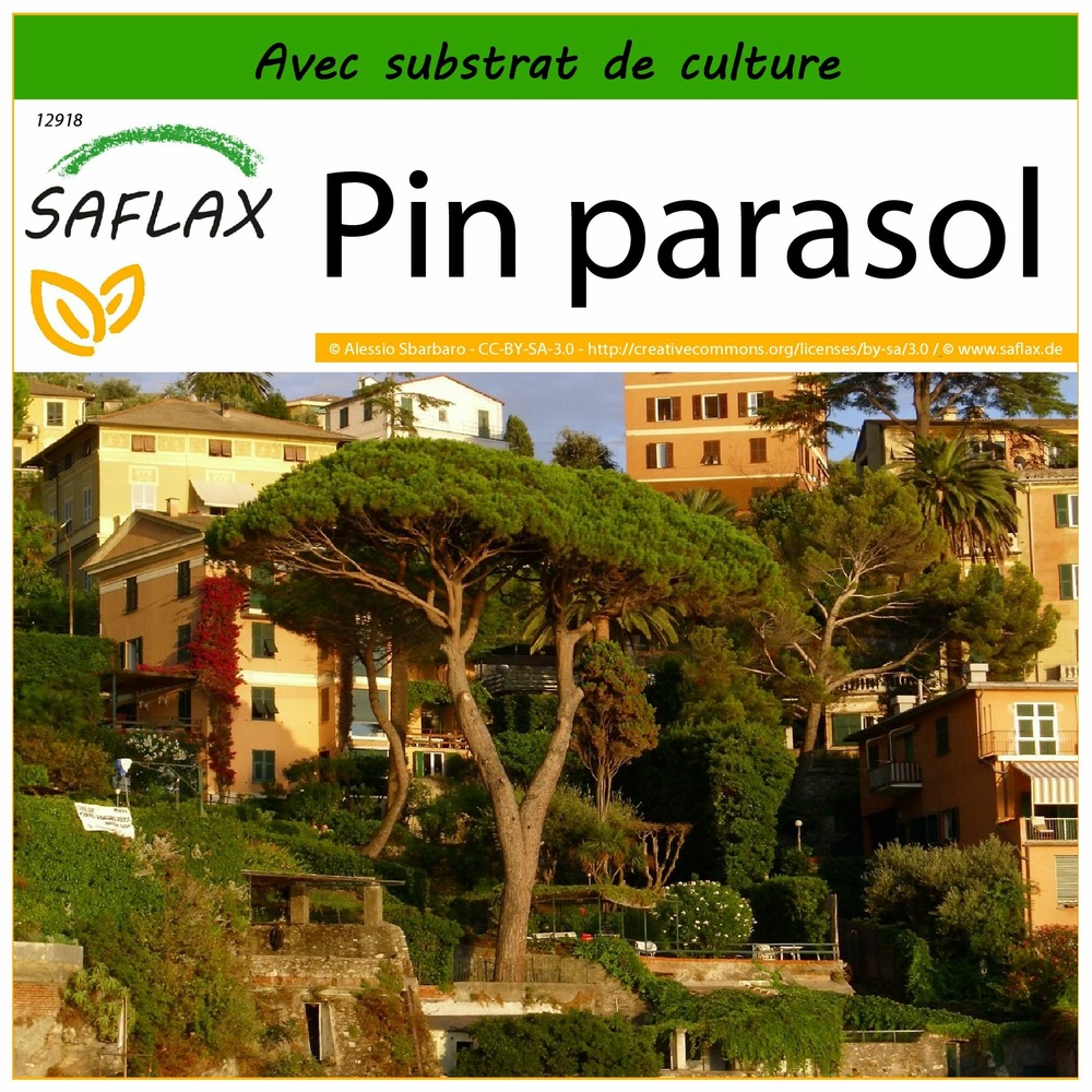 Pin parasol - 6 graines - avec substrat - pinus pinea