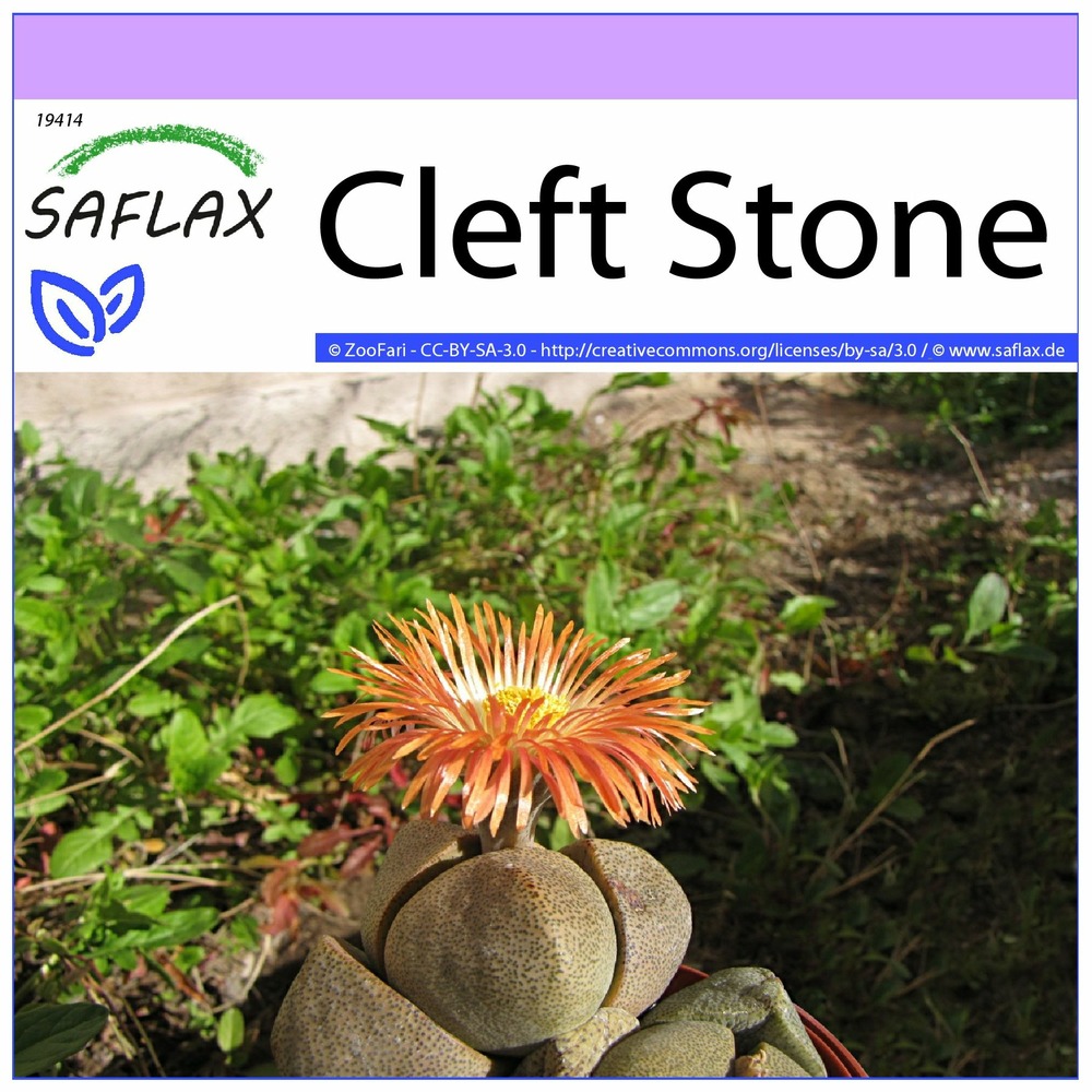 Cleft stone - 40 graines - pleiospilos nelii