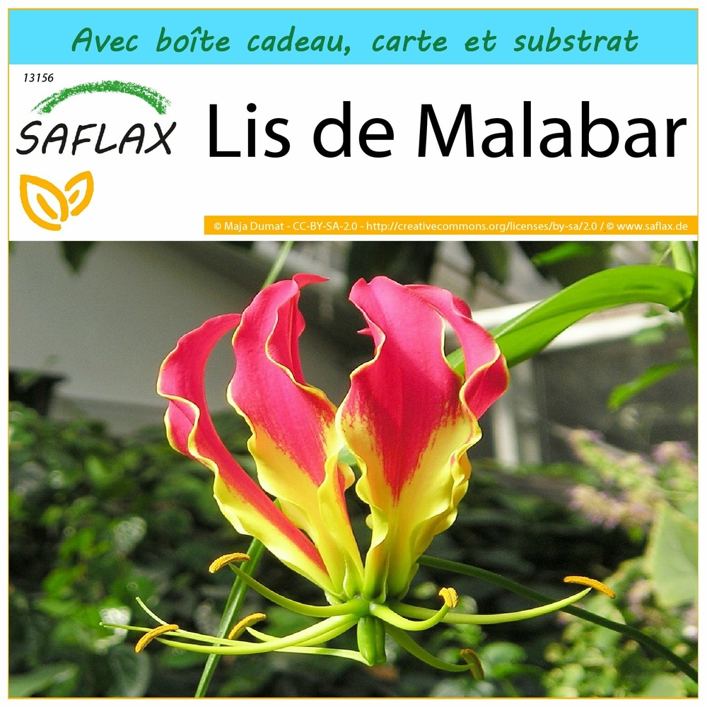 Ensemble-cadeau - lis de malabar - 15 graines - gloriosa rothschildiana