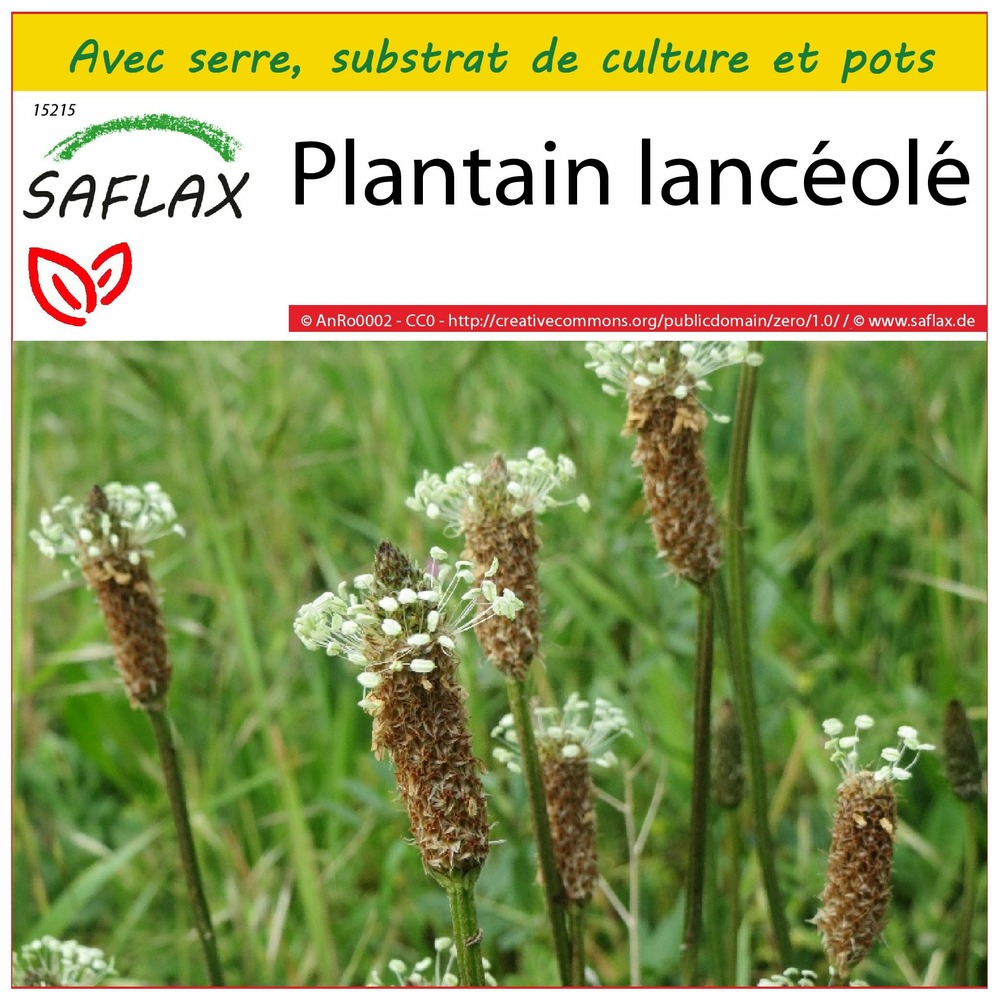 Ensemble de culture - plantain lancéolé - 100 graines - plantago lanceolata