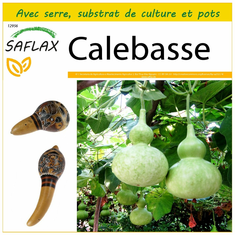 Ensemble de culture - calebasse - 15 graines - lagenaria siceraria